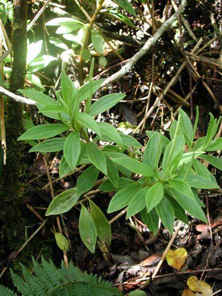 Image of Single-Nerve Peperomia