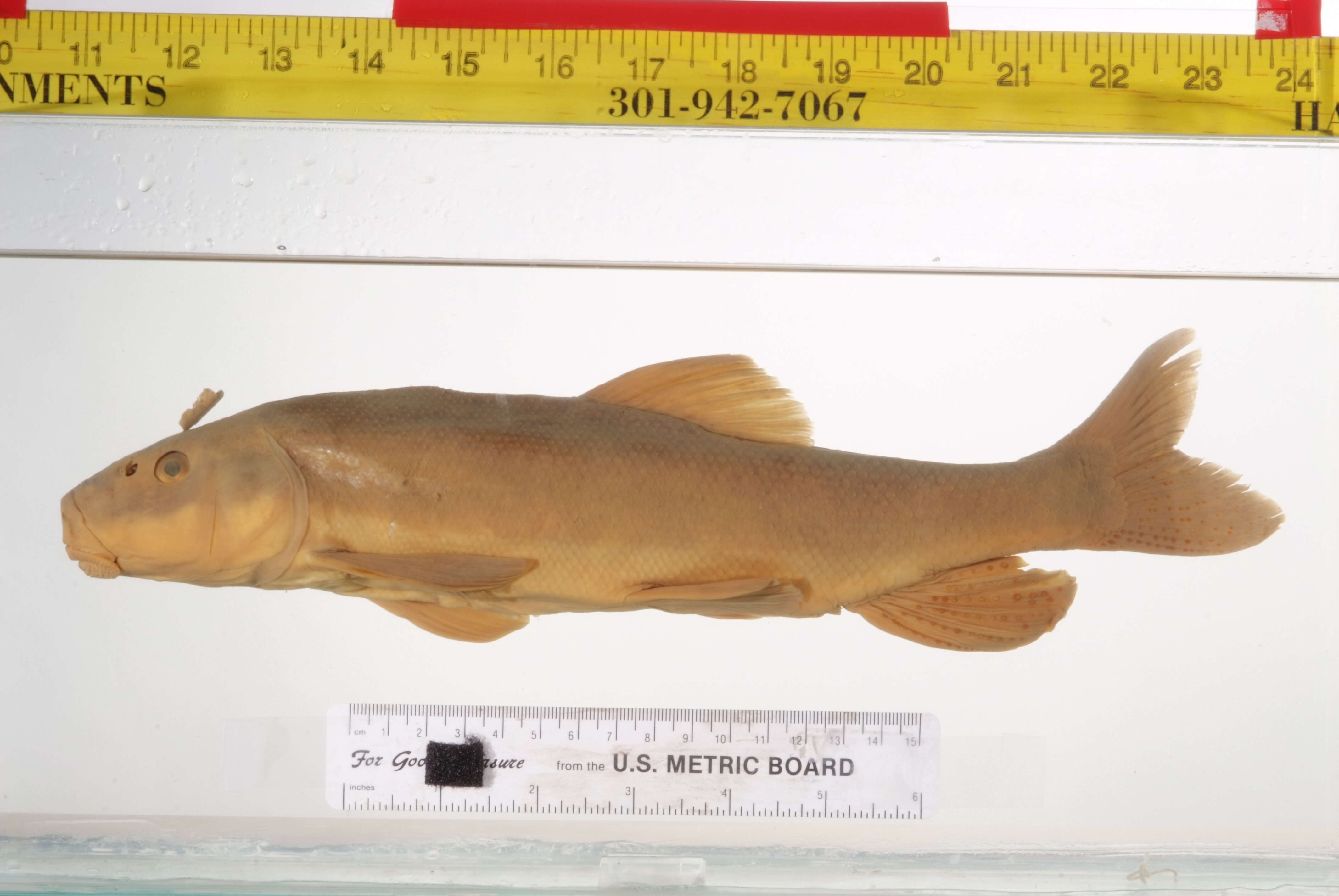 Image of Catostomus arenarius