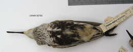 Image of Calidris alpina sakhalina (Vieillot 1816)