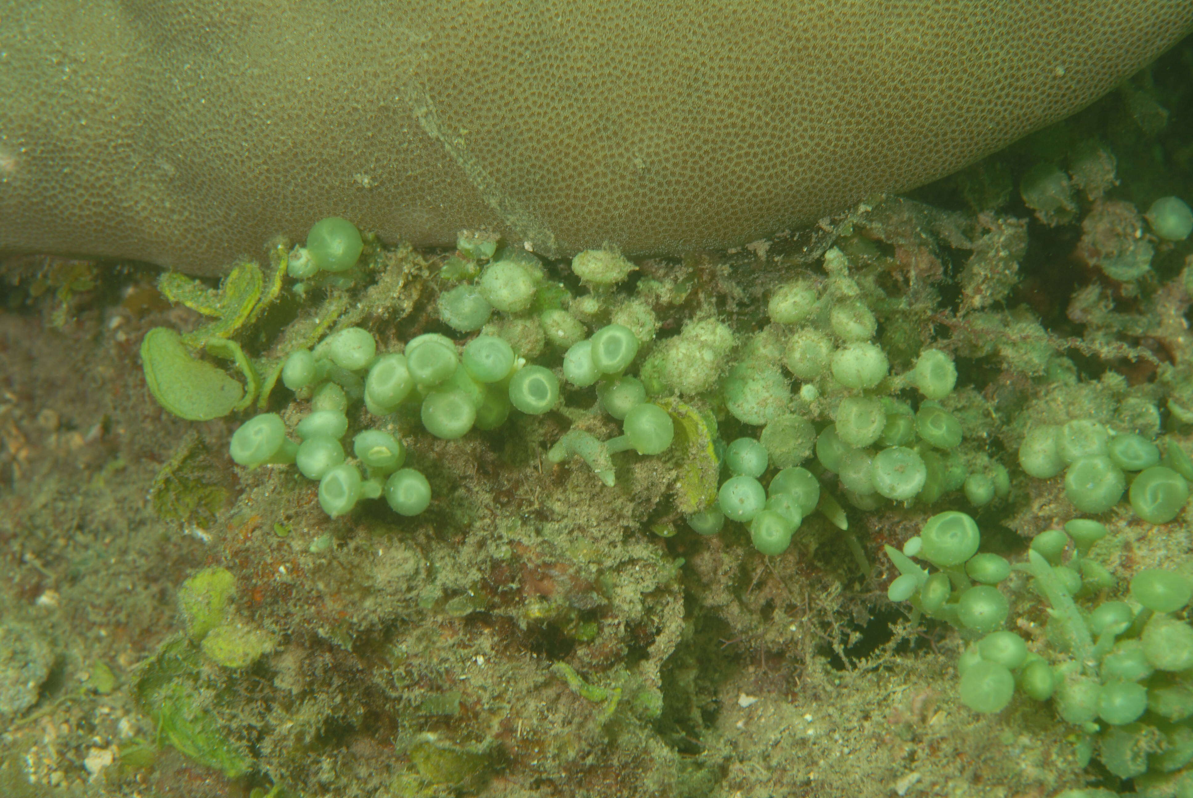 Image of Caulerpa J. V. F. Lamouroux 1809