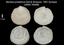 Sivun Myrtina pristiphora (Dall & Simpson 1901) kuva