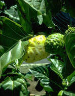 Image of Indian mulberry