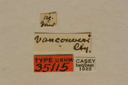 Image of Evodinus monticola vancouveri Casey 1913