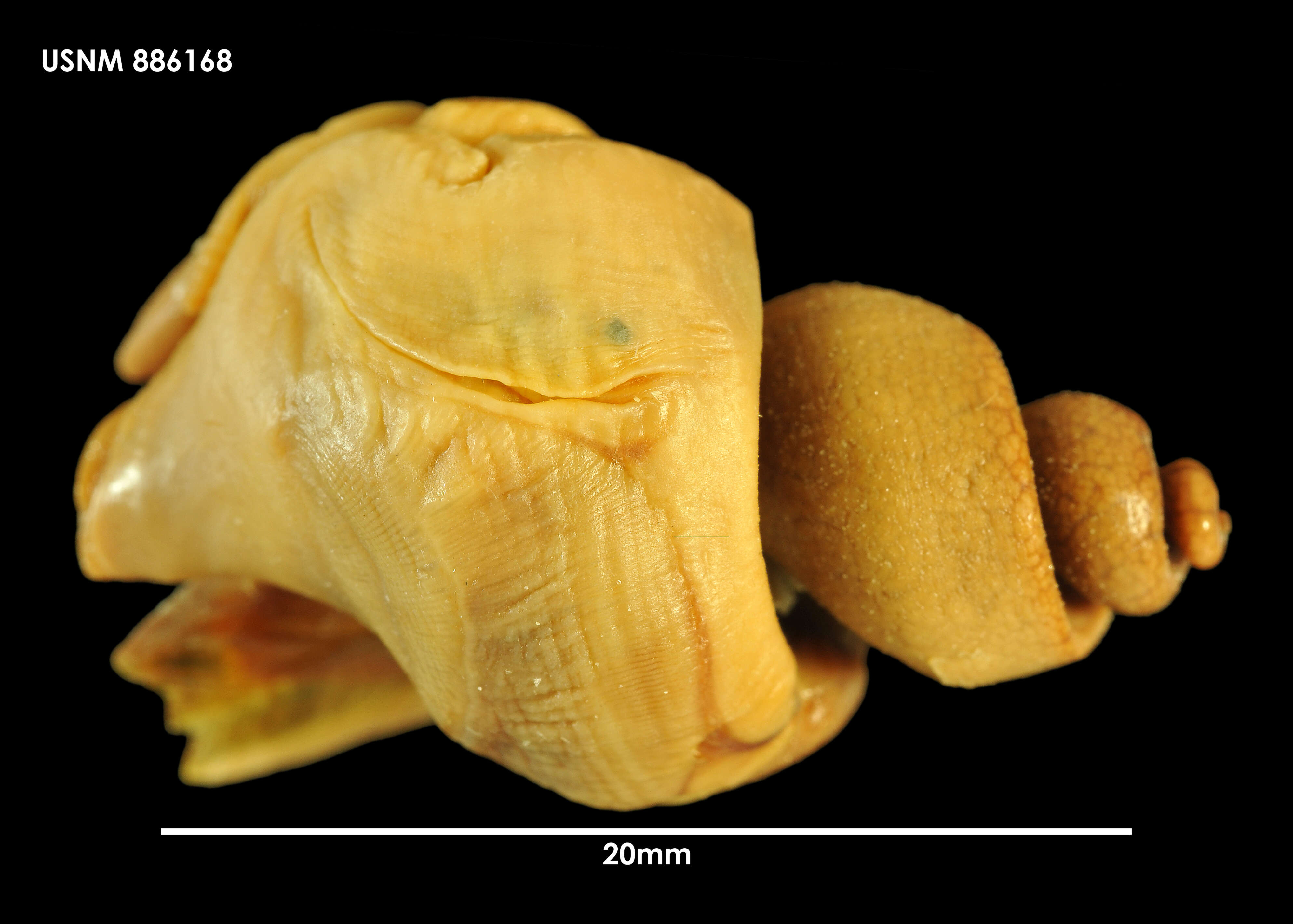 Sivun Antarctodomus thielei (Powell 1958) kuva