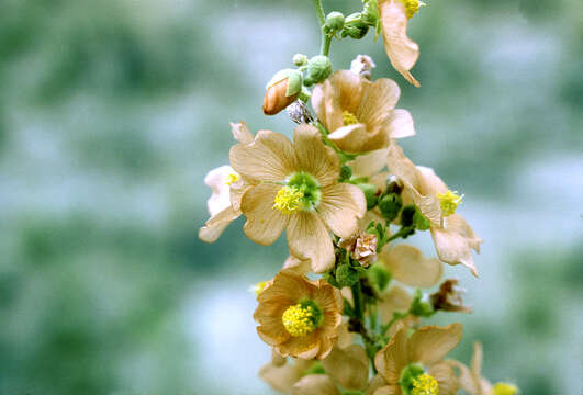 Image of gray globemallow