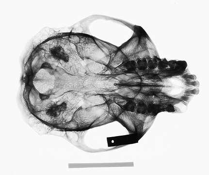 Image of Colobus guereza kikuyuensis Lönnberg 1912