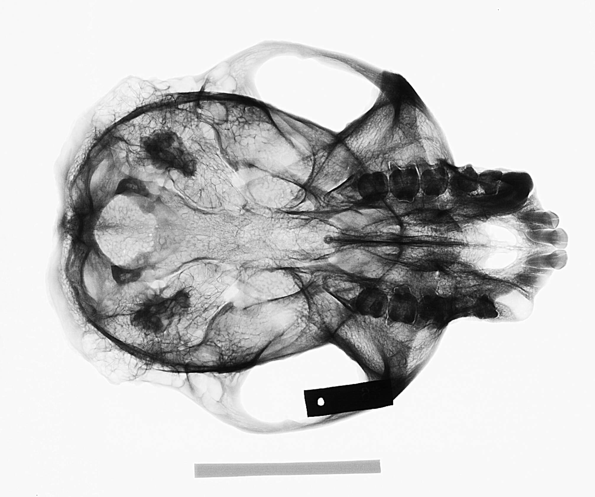 Image of Colobus guereza kikuyuensis Lönnberg 1912