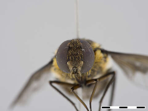 Image of Bombyliidae