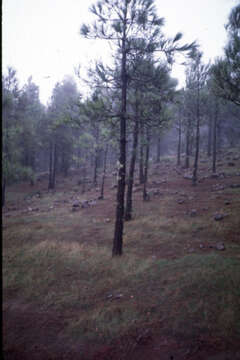 Image of Canary Island pine