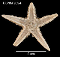 Astropecten americanus (Verrill 1880)的圖片