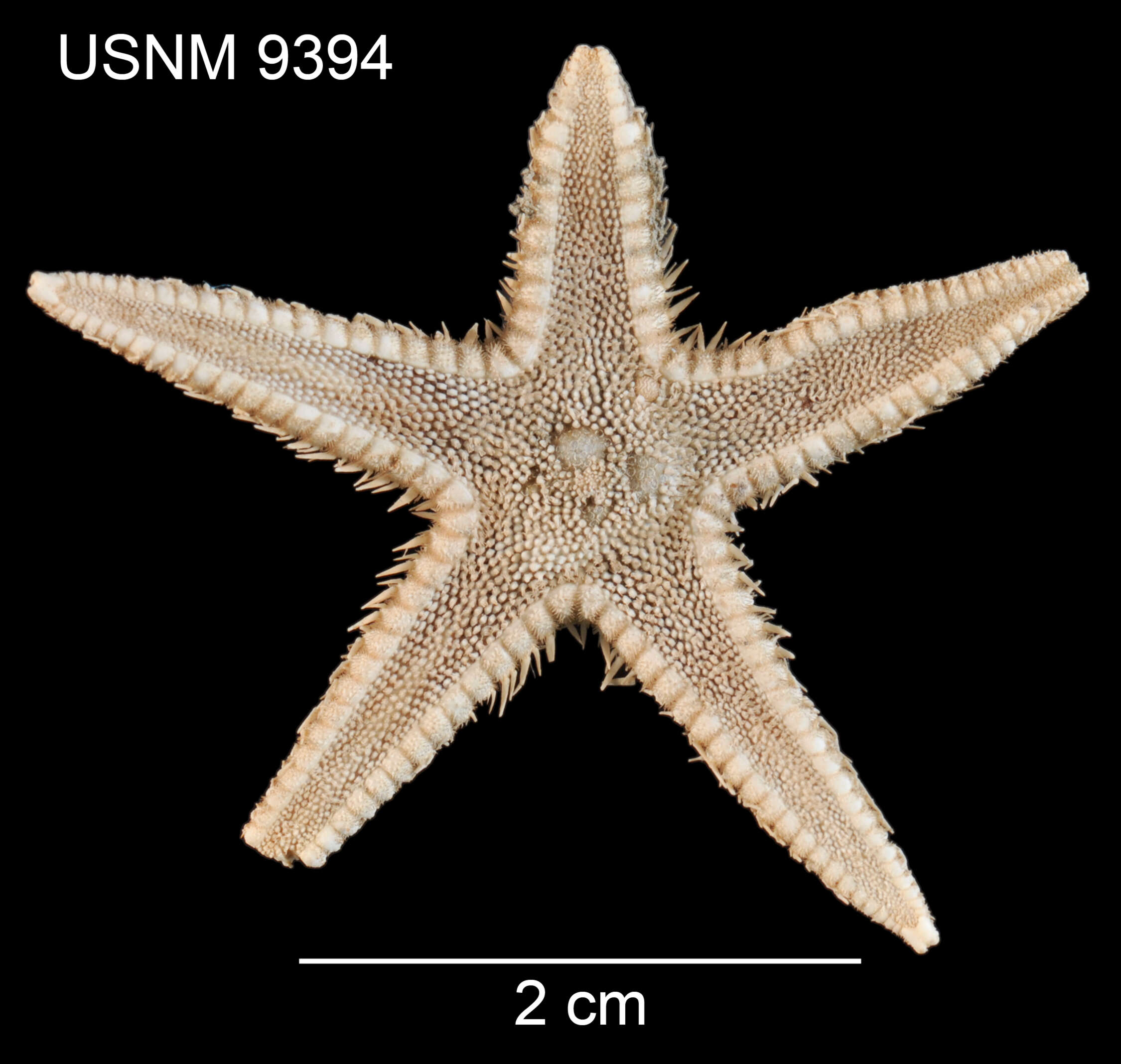 Astropecten americanus (Verrill 1880)的圖片