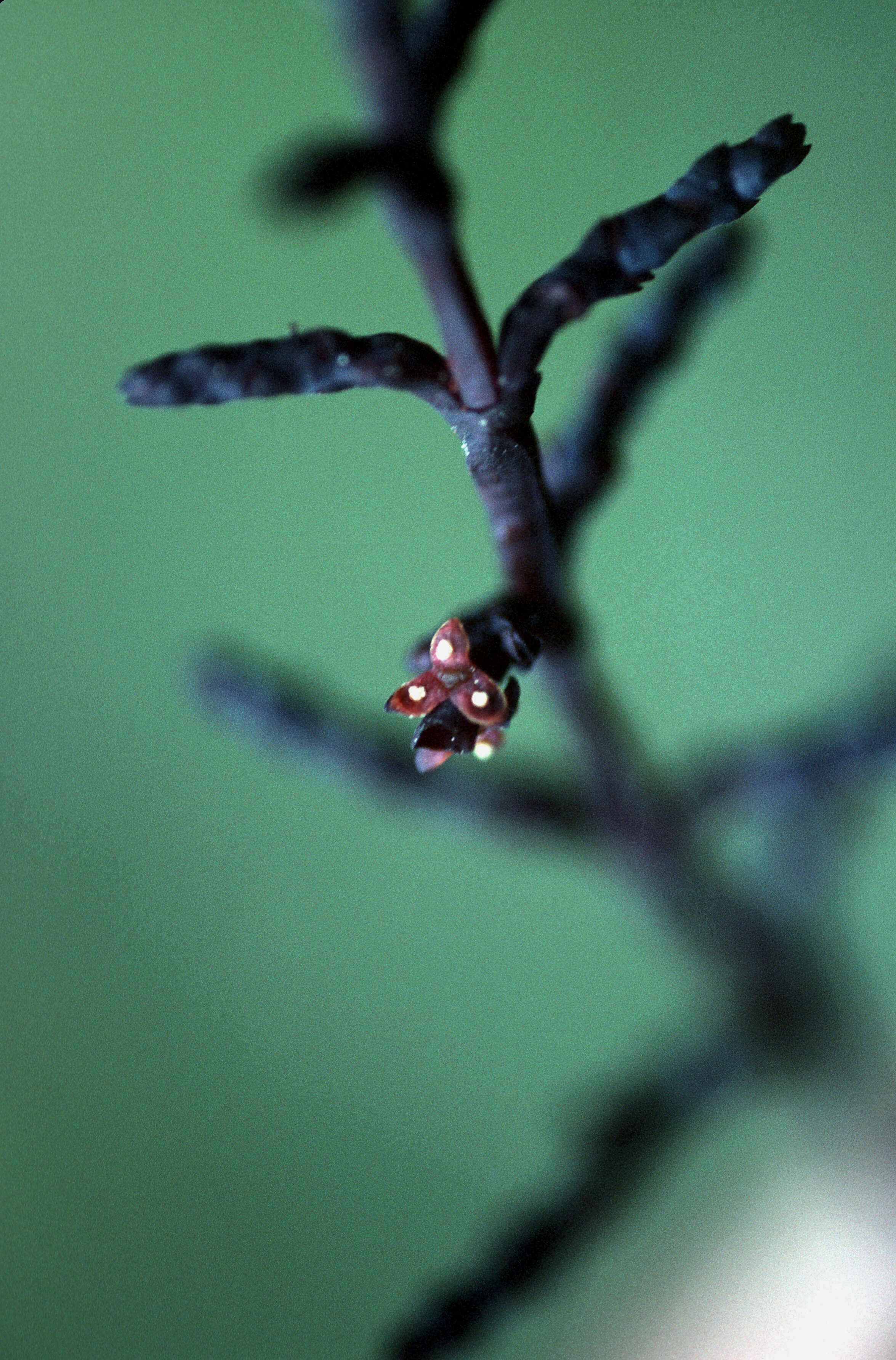 Image of Arceuthobium bicarinatum Urb.