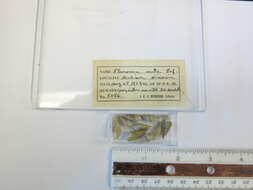 Image of Pleurocera acuta Rafinesque ex Blainville 1824