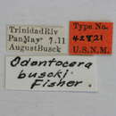 Image of Odontocera buscki Fisher 1930