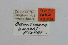Image of Odontocera buscki Fisher 1930