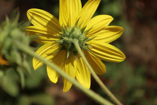 Image of resindot sunflower