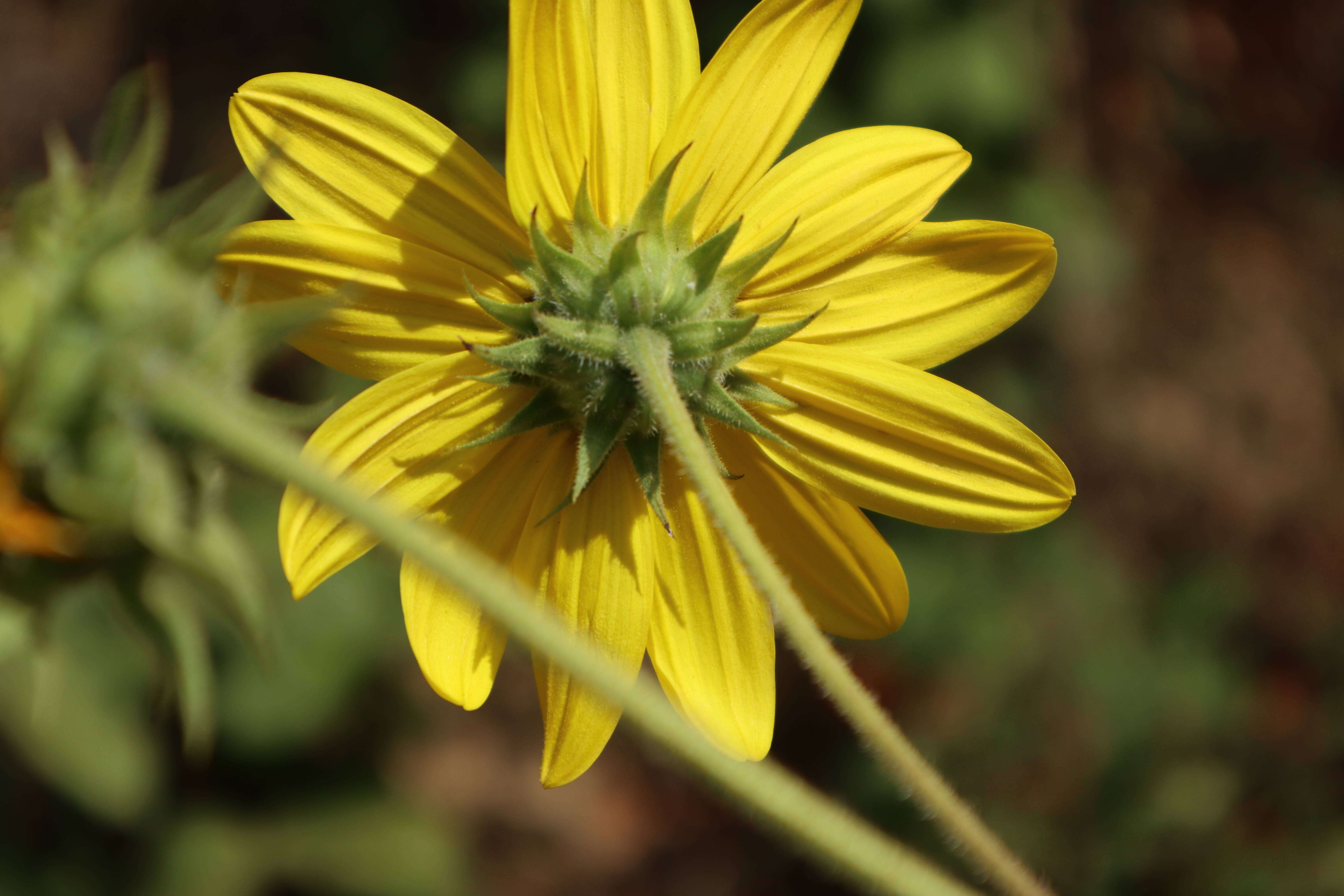 Image de Helianthus resinosus Small