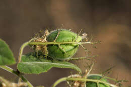 Image of fetid passionflower