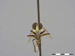 صورة Wilcoxius bullatus (Bromley 1929)