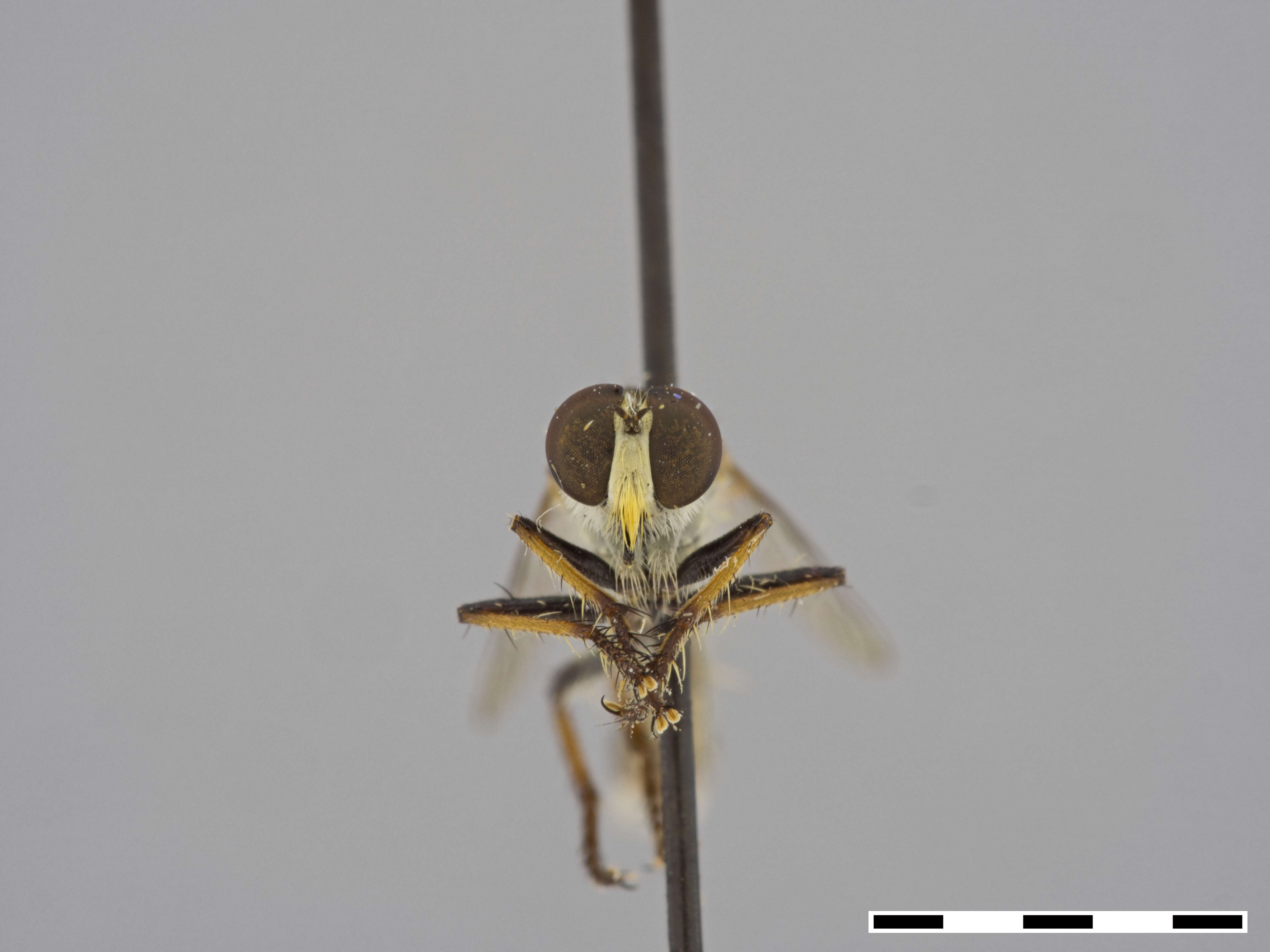 Image of Wilcoxius bullatus (Bromley 1929)