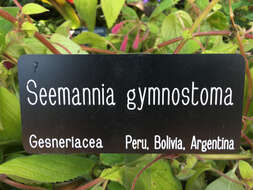 Image of Seemannia gymnostoma (Griseb.) Toursark.