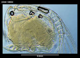 Image de Parasterope micrommata Kornicker 1975