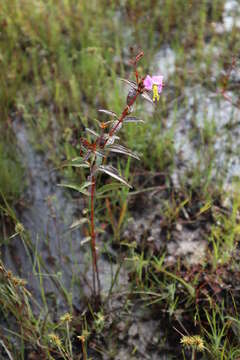 Image de Rhexia mariana var. mariana