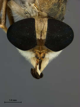 صورة Tabanus claripennis (Bigot 1892)