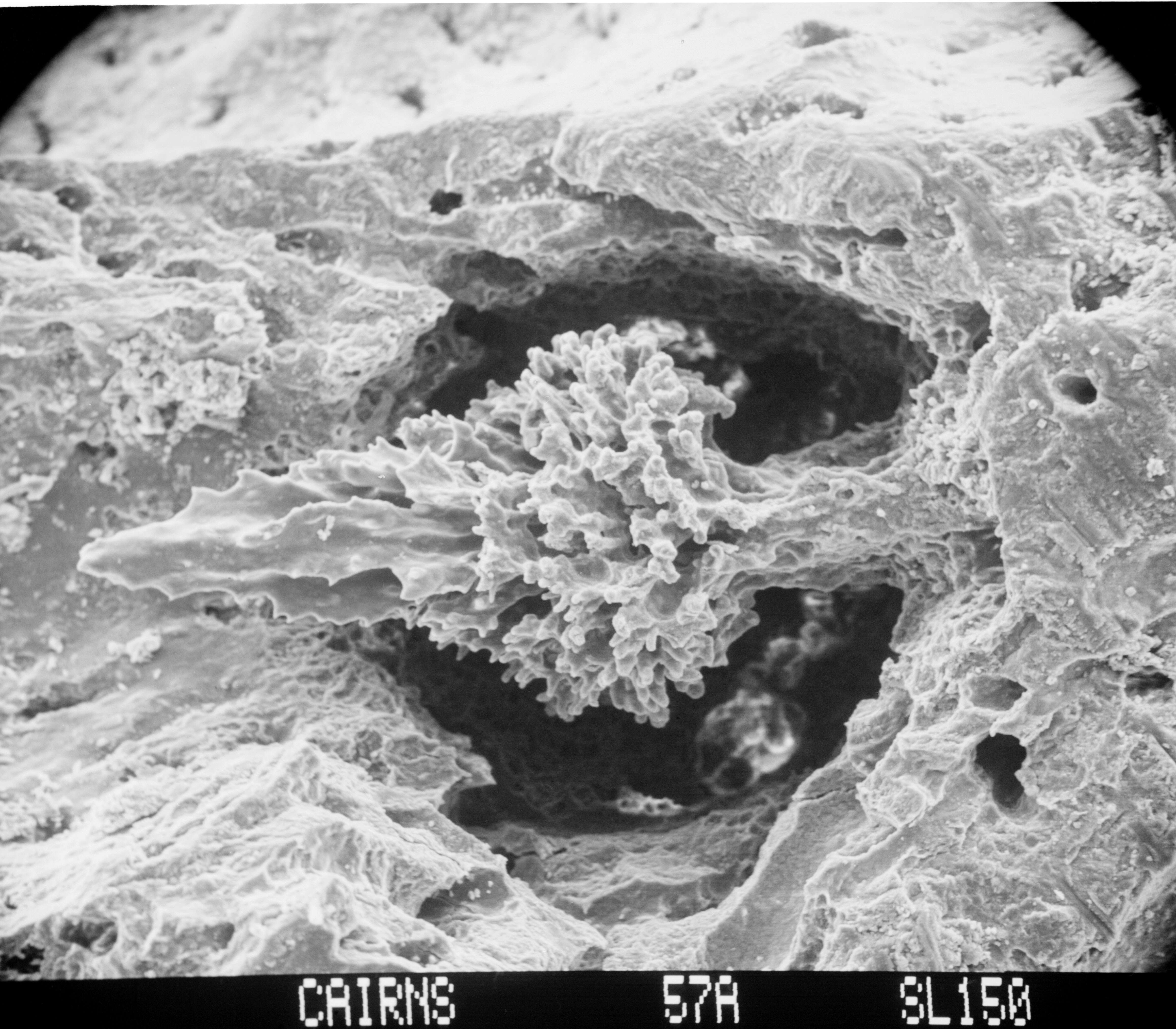 Image of Errinopsis fenestrata Cairns 1983