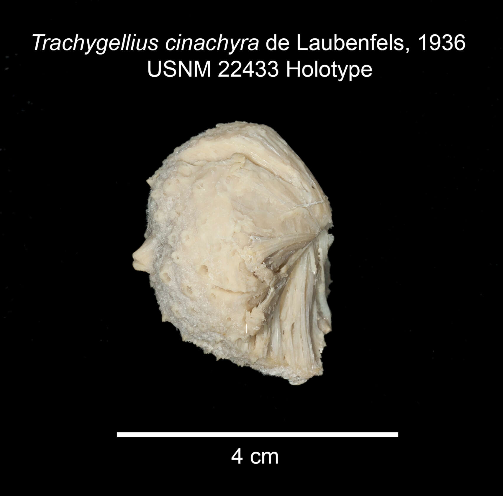 Image de Cinachyrella alloclada (Uliczka 1929)