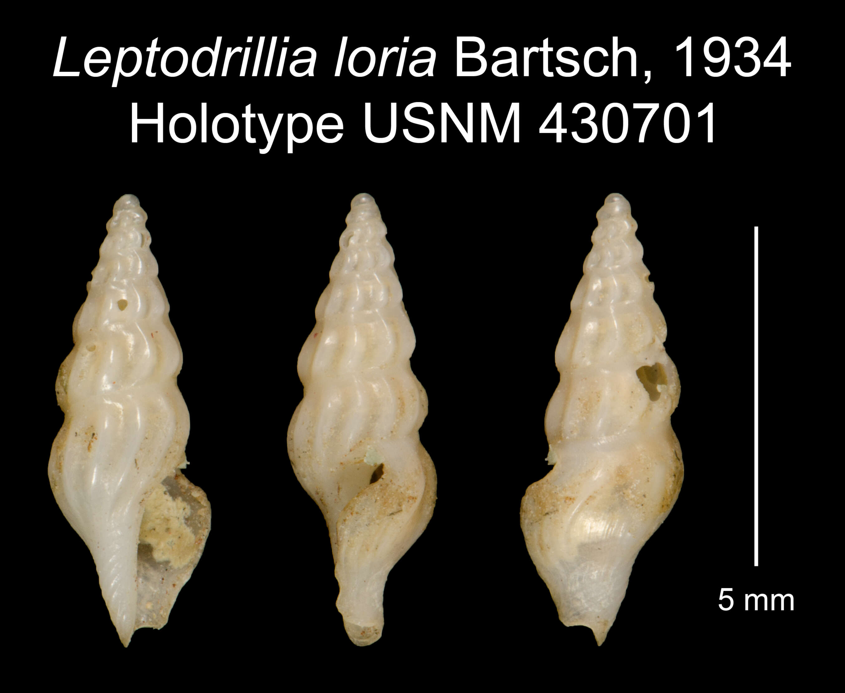 Image of Leptadrillia loria Bartsch 1934