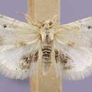 Symphysa adelalis Kearfott 1903 resmi