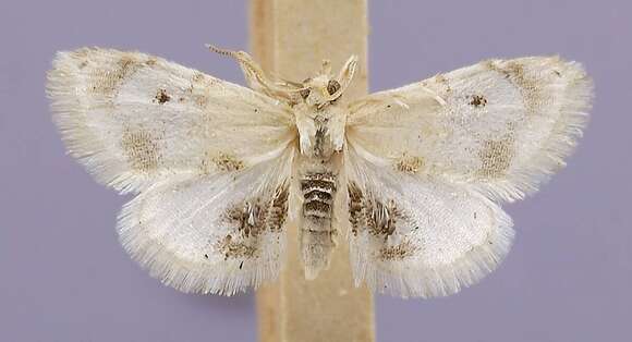 Symphysa adelalis Kearfott 1903 resmi