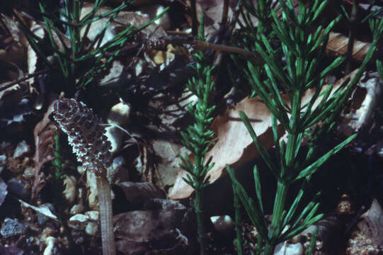 Image of field horsetail