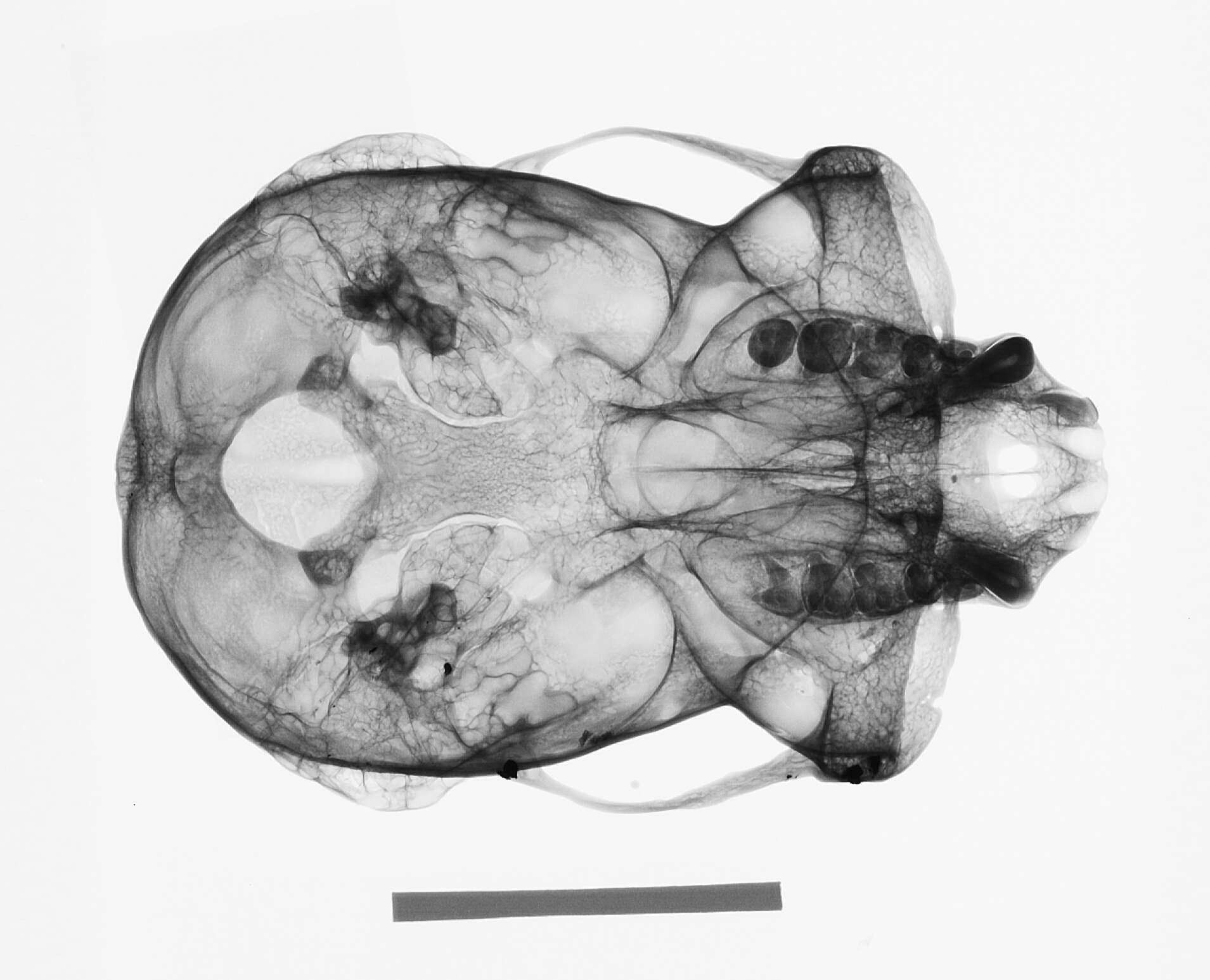 Слика од Hylobates lar carpenteri Groves 1968