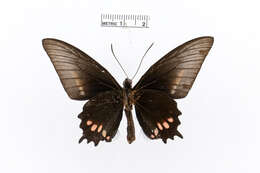 Parides echemon (Hübner 1813) resmi