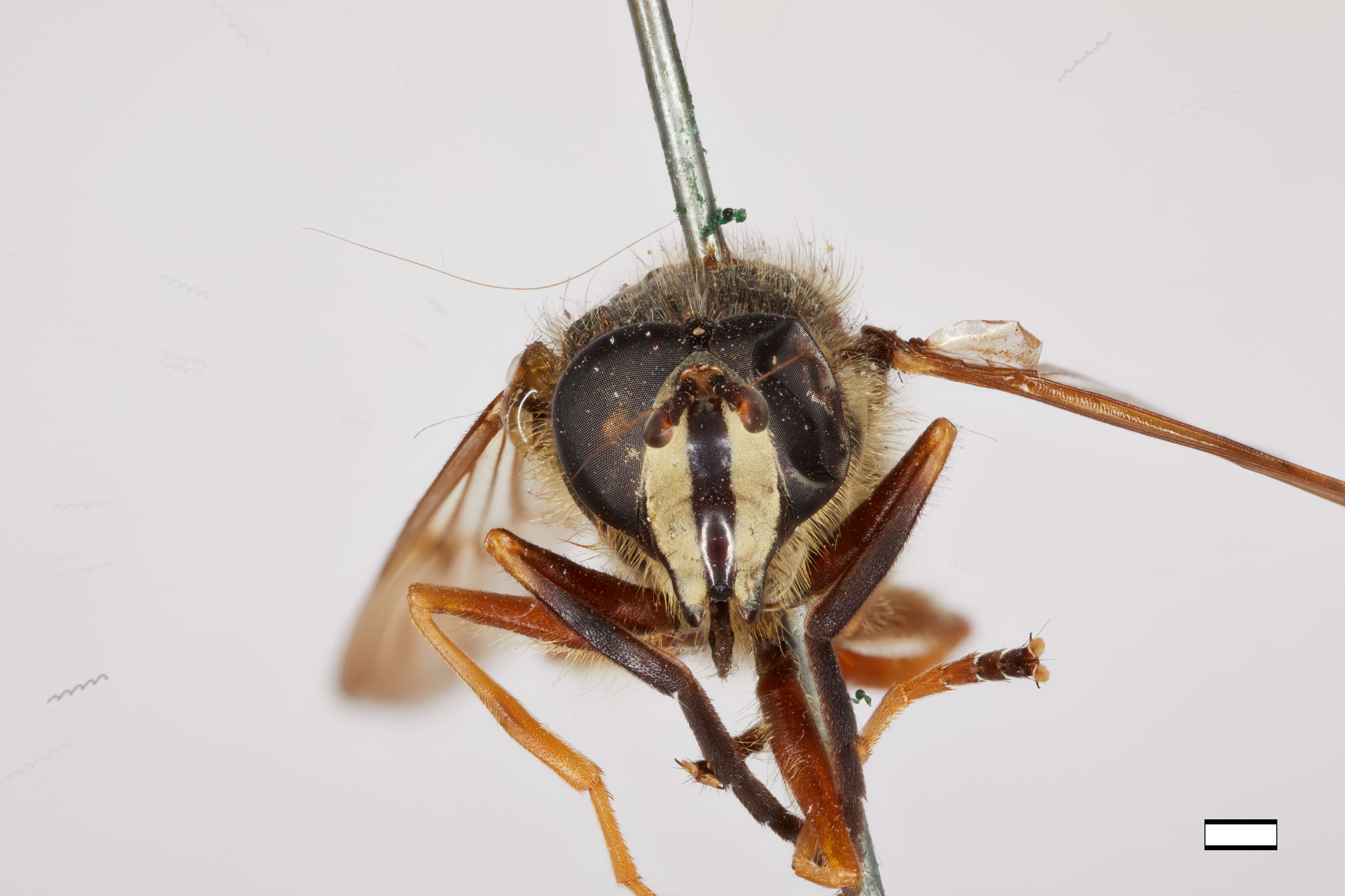 Image of Sphecomyia pattonii Williston 1882