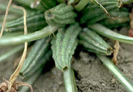 Oenothera cespitosa subsp. macroglottis (Rydb.) W. L. Wagner, R. Stockhouse & W. M. Klein resmi