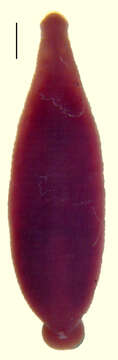 Image of Desserobdella cryptobranchii (Johnson & Klemm 1977)