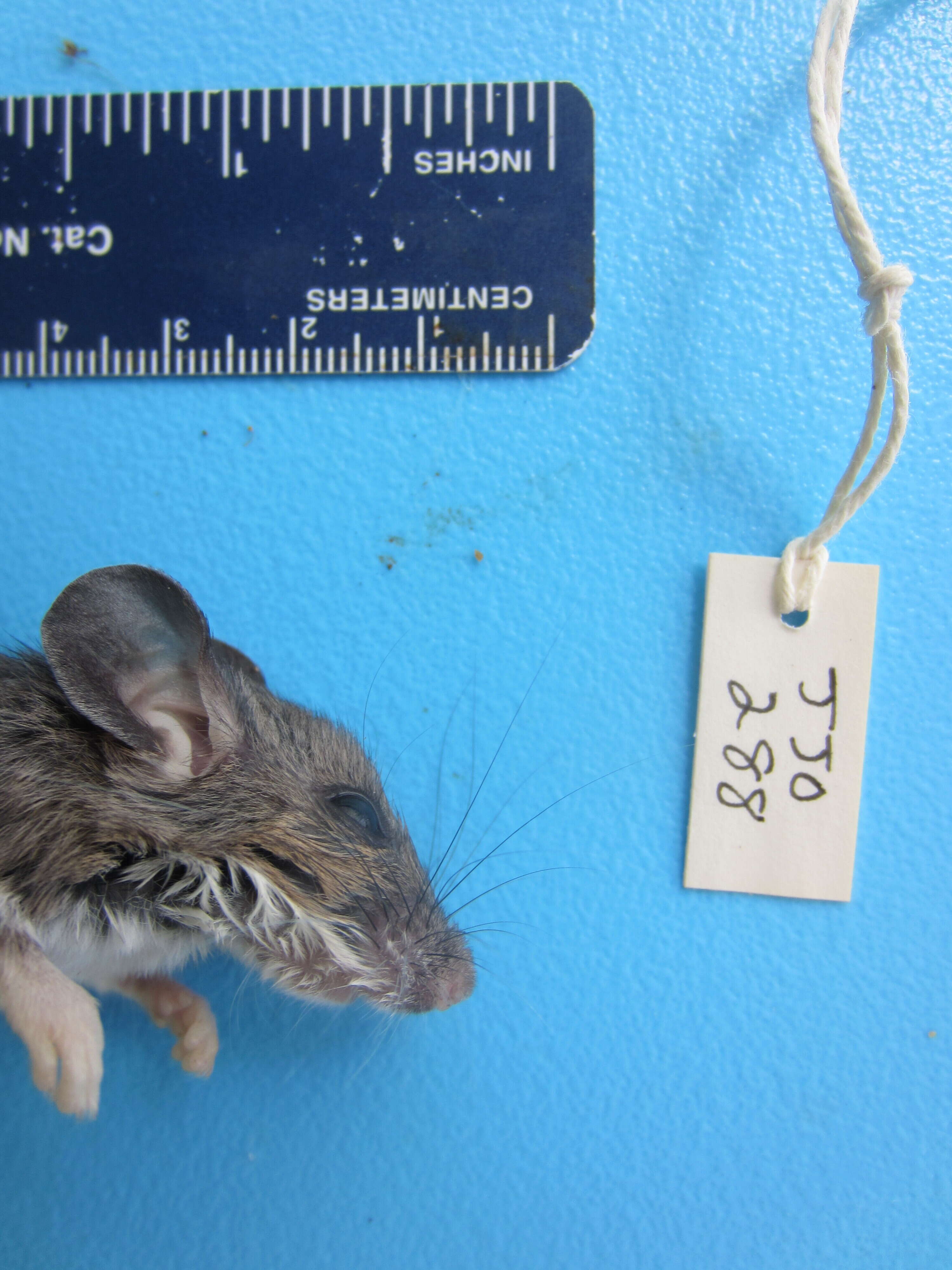 Image of White-footed Deermouse