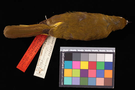 Image de Acritillas indica guglielmi (Ripley 1946)