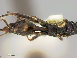 Image of Aphidius propinquus Ashmead 1902