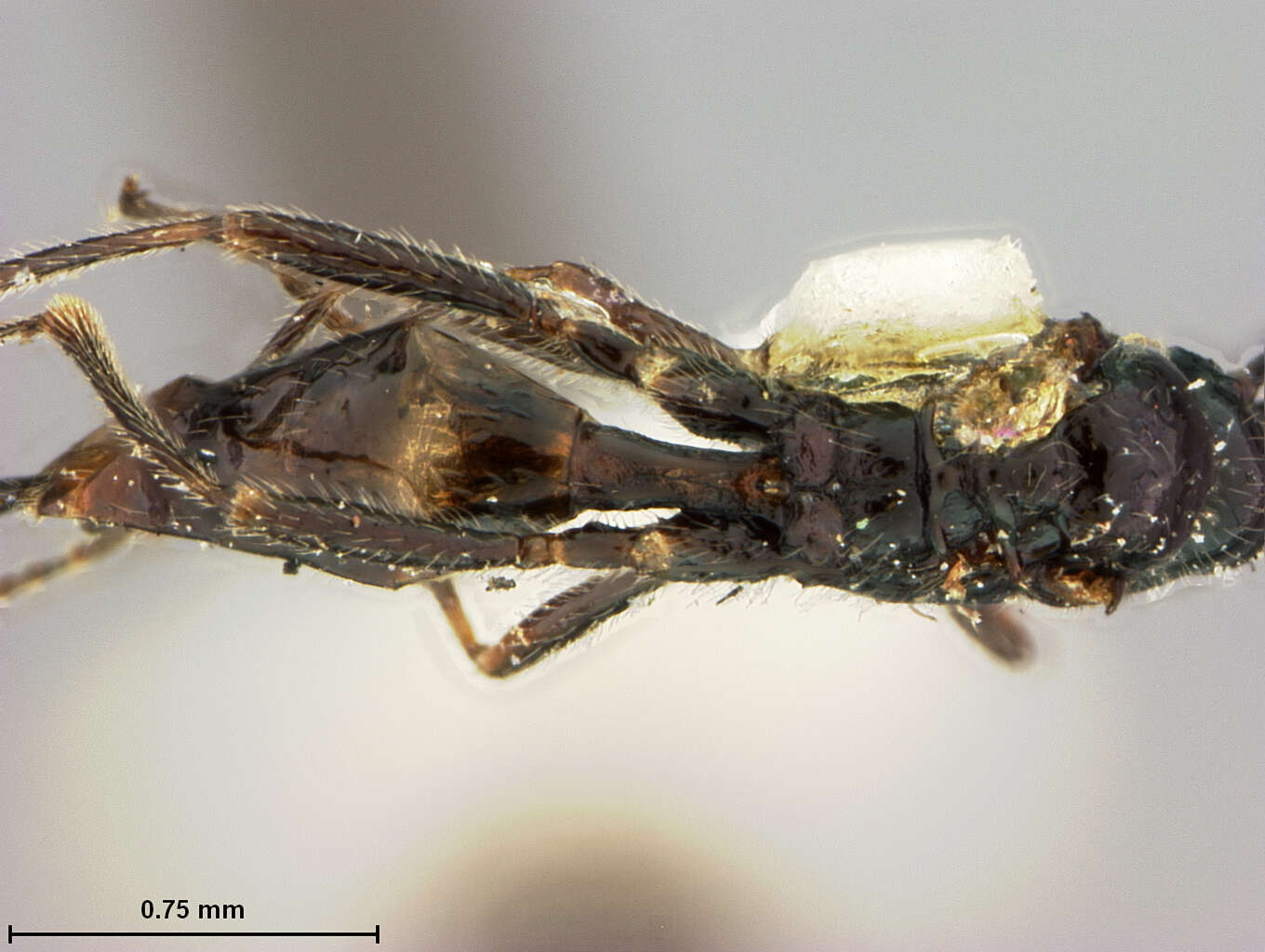 Image of Aphidius propinquus Ashmead 1902