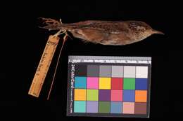 Image of Marsh Wren