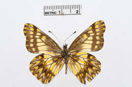 Image of Catasticta philodora Brown 1939