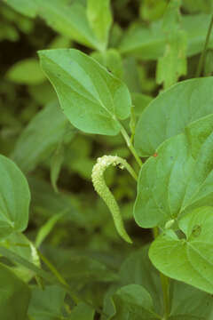 Image of lizard's tail