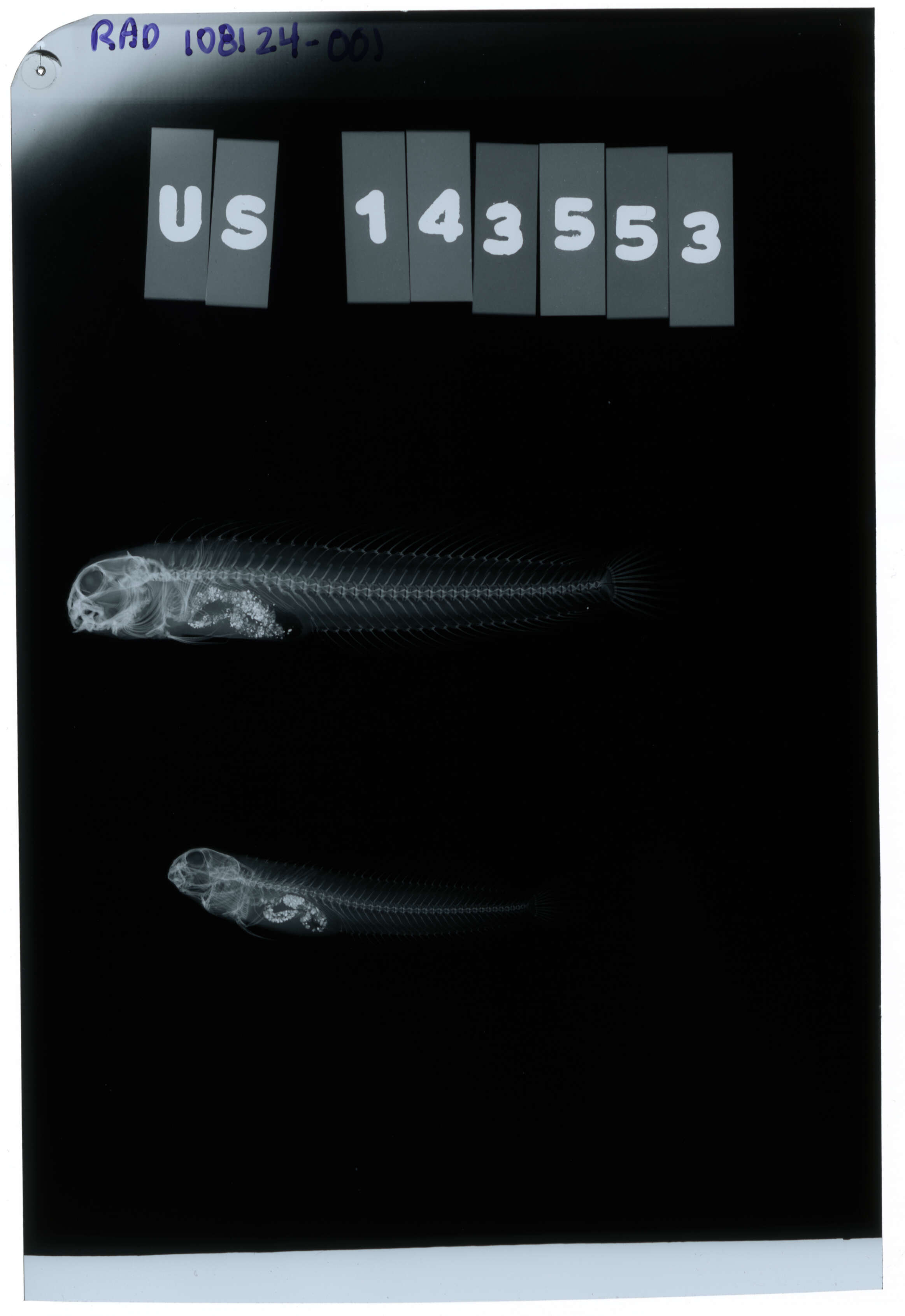 Image of Omobranchus elegans (Steindachner 1876)