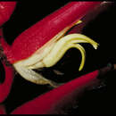 Image of Heliconia sclerotricha Abalo & G. Morales