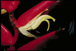 Image of Heliconia sclerotricha Abalo & G. Morales