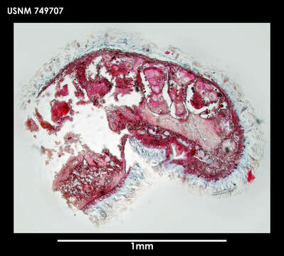 Image of Rhabdoherpia ventromusculata Salvini-Plawen 1978